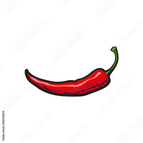 Single fresh whole ripe red chili pepper, sketch style vector illustration on white background. Realistic hand drawing of whole ripe red chili pepper, sketch style illustration