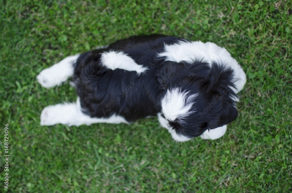 Black and white shih tzu puppy playing on the green grass background.