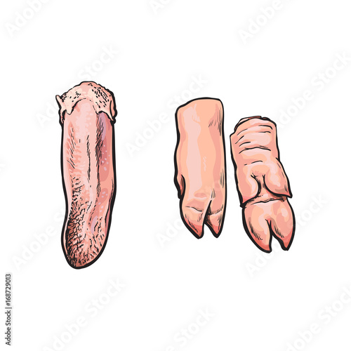 vector pork raw cutted legs, cow cutted tongue meat sketch set. Isolated illustration on a white background. Hand drawn pig meat