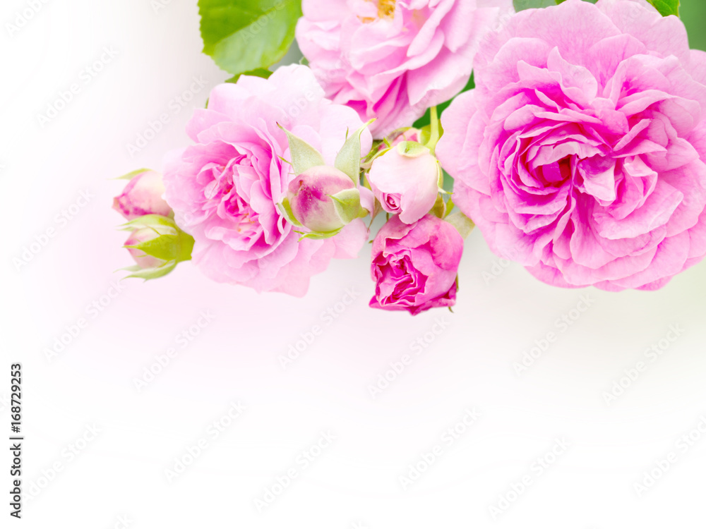 Antique roses in the corner of the white background