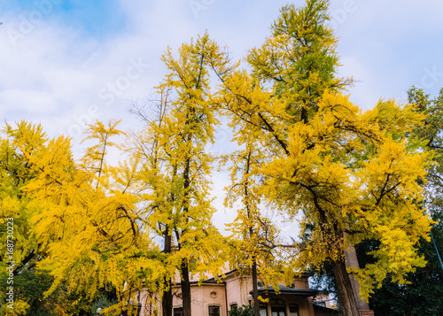 Bright yellow trees in a park in Milan, Italy during the autumn foliage