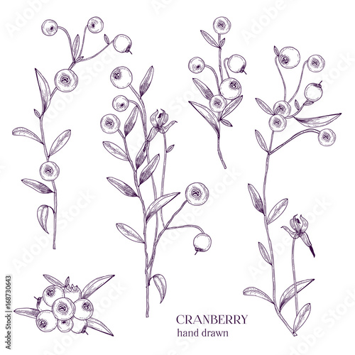 Cranberry set. Detailed hand drawn branches with berries. Black and white hand drawn illustrations.