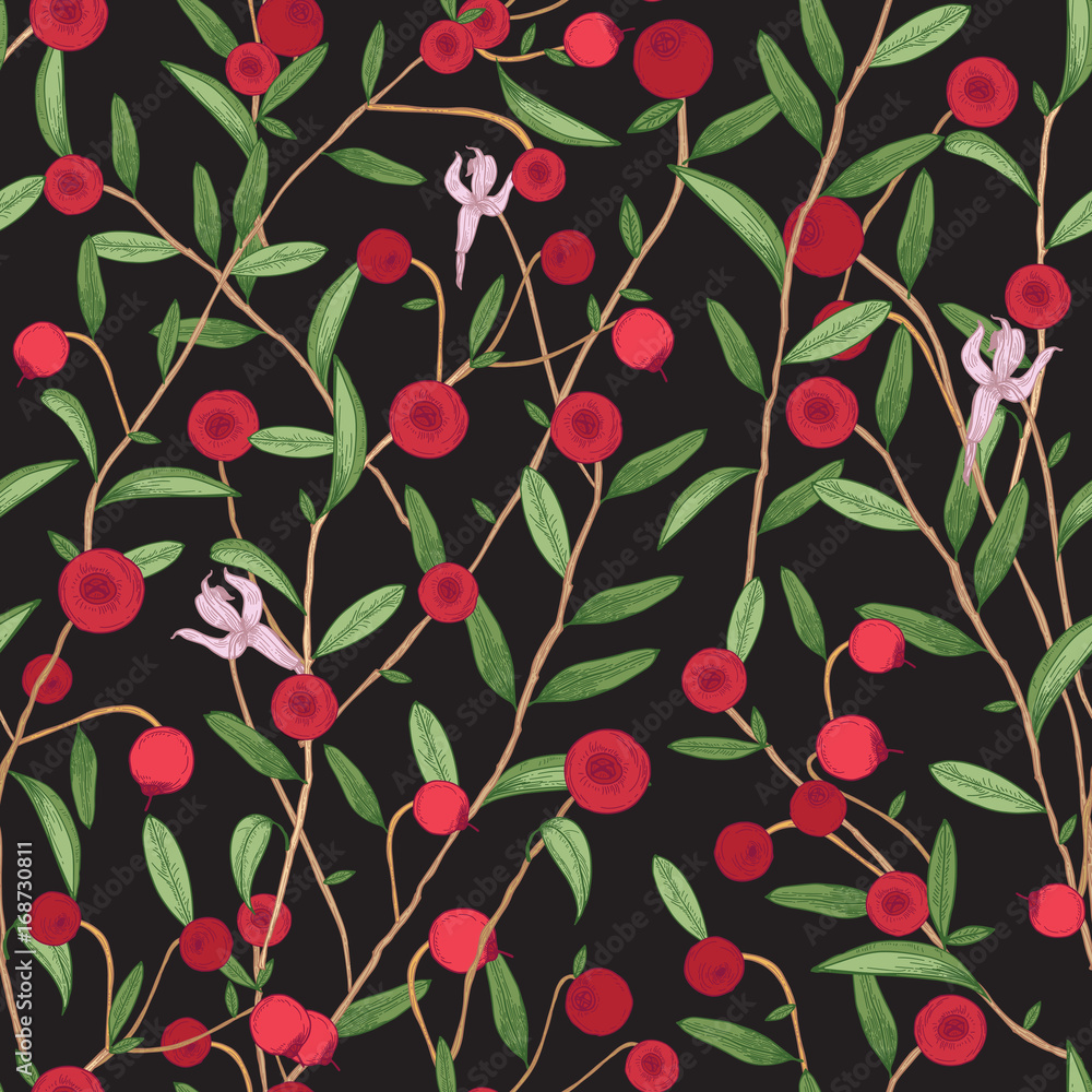 Cranberry seamless pattern. Detailed hand drawn branches with berries. Colorful hand drawn illustration. Cranberry seamless pattern. Detailed hand drawn branches with berries. Colorful hand drawn illustration.