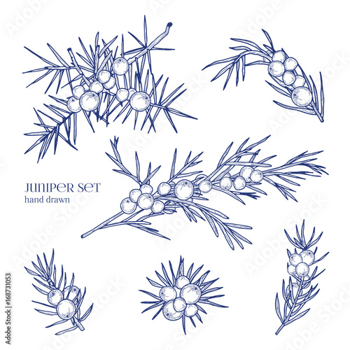 Juniper set. Detailed hand drawn branches with berries. Black and white hand drawn illustrations.