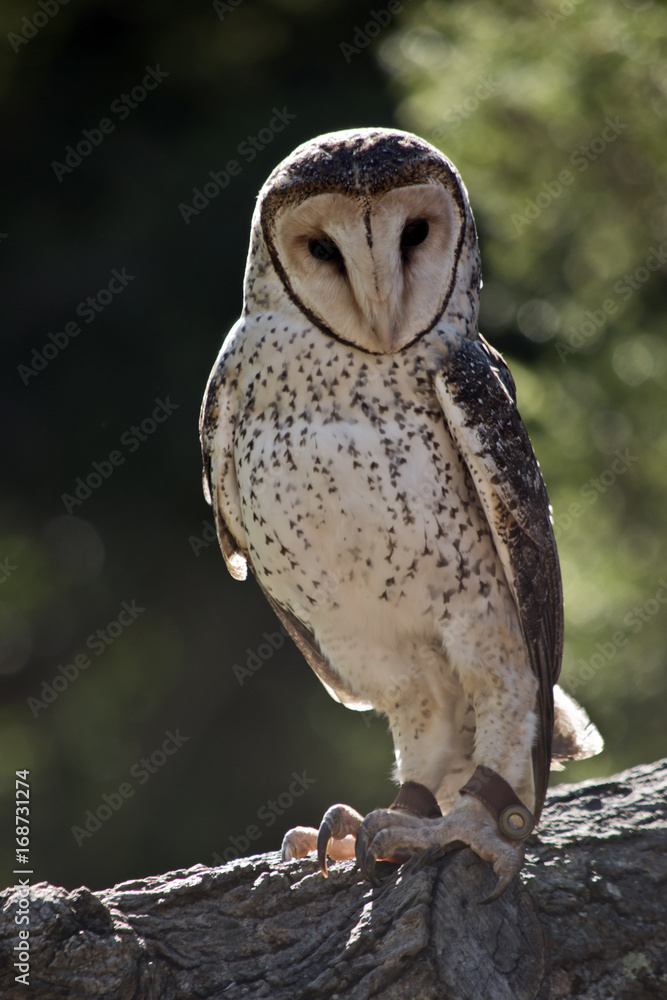 Obraz premium sooty owl