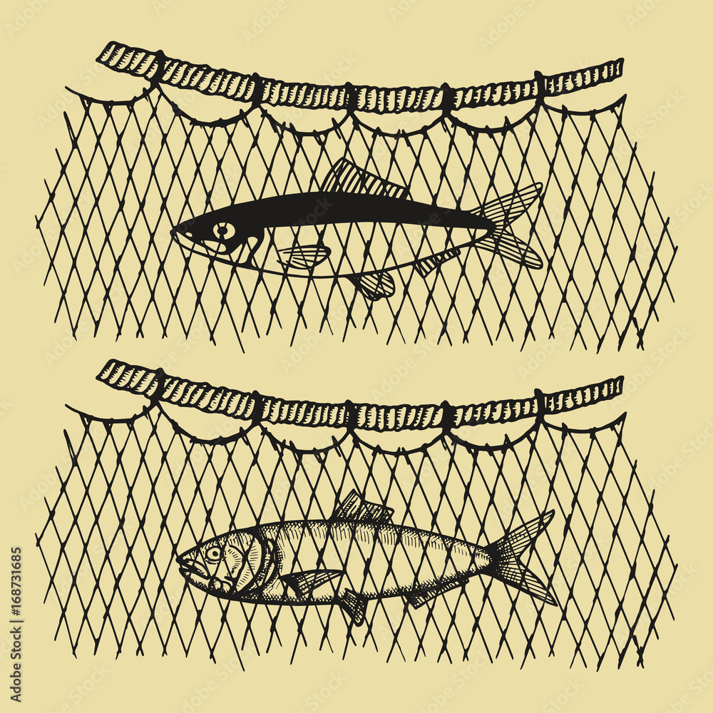 Fish in a vector fishing net. Hand drawing illustration Stock Vector