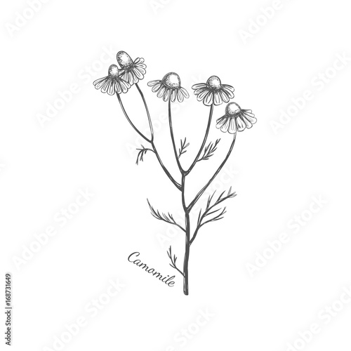 Camomile. Vector hand drawn illustration. Sketch style