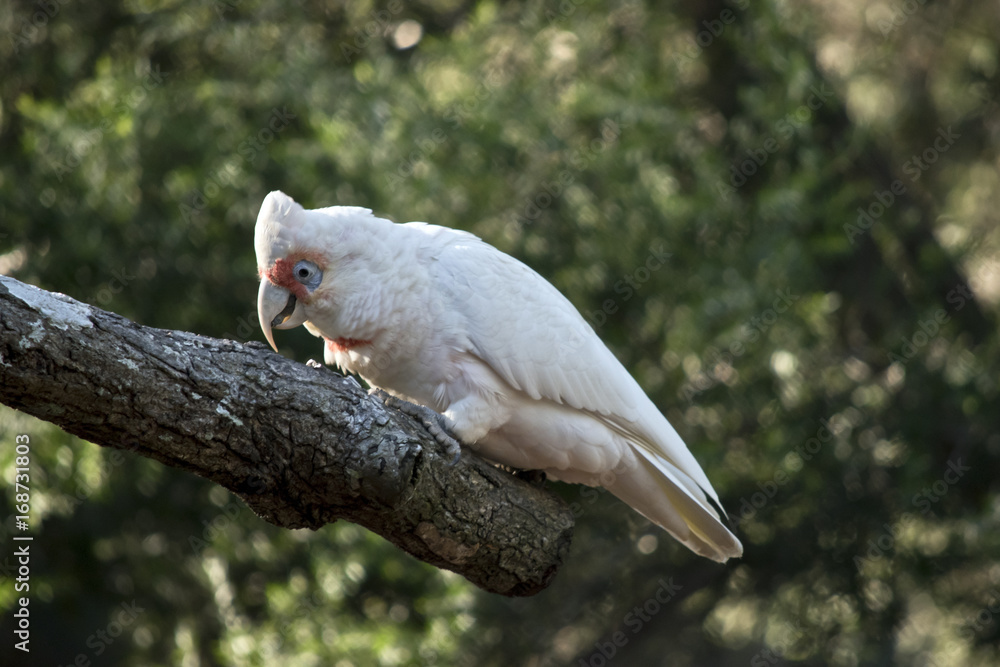 Naklejka premium long beaked corella