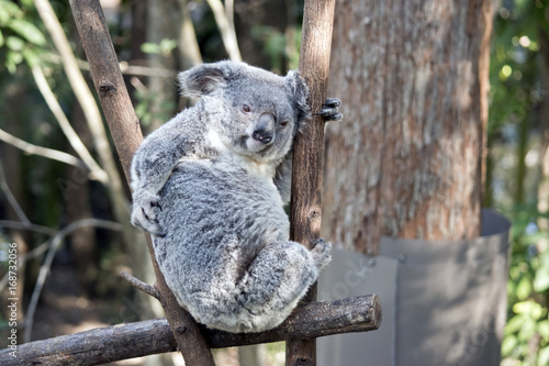 Photography koala