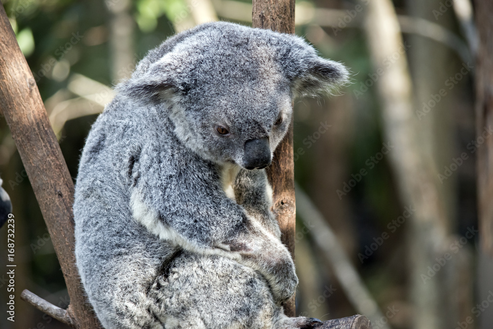 Obraz premium koala