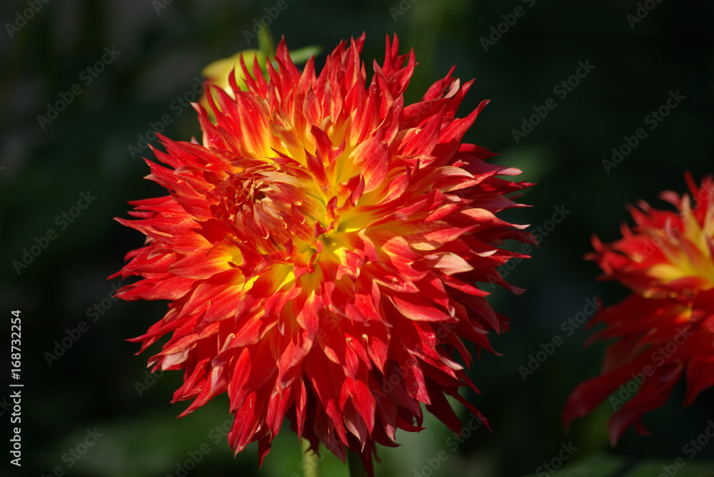Dahlia rouge et jaune en été au jardin Dahlia rouge et jaune en été au jardin