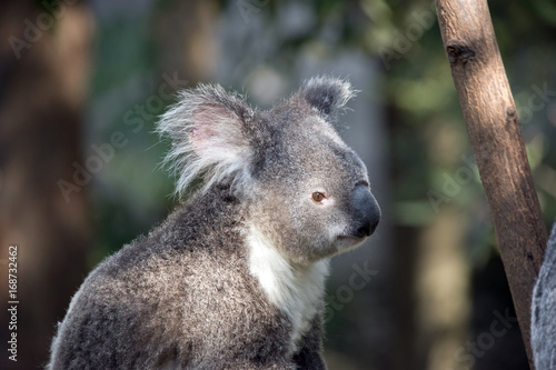 Fototapeta Naklejka Na Ścianę i Meble -  koala