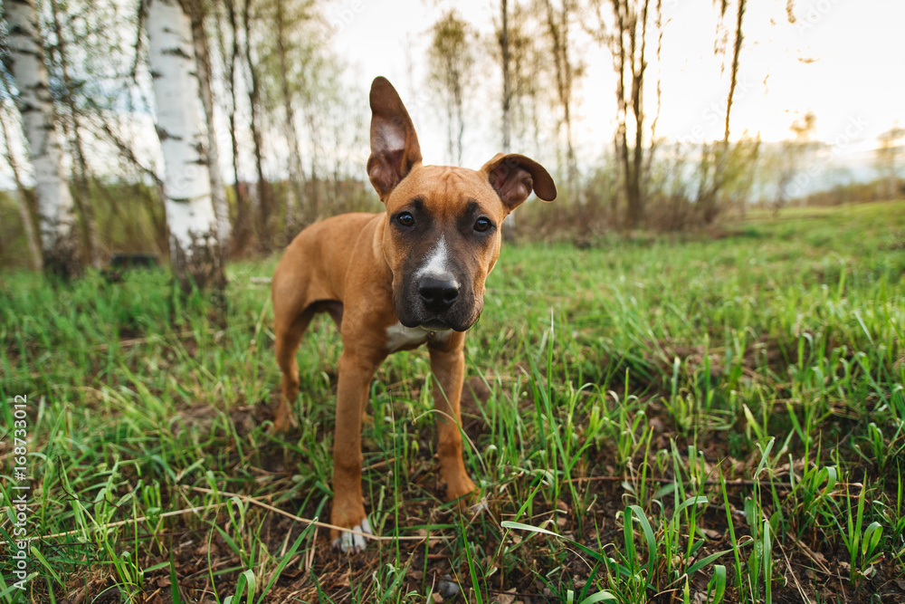 Adorable purebred dog in park