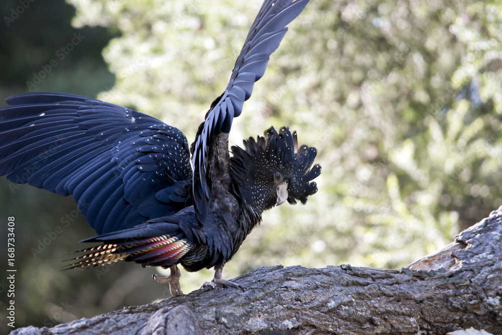 Fototapeta premium red tailed black cockatoo