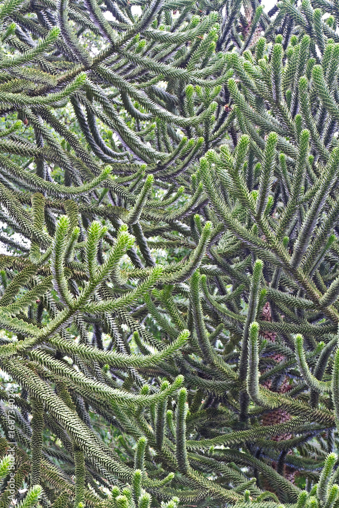 Chilenische Araukarie Chilenische Araukarie