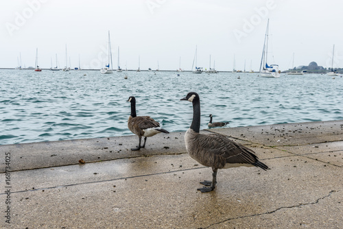 Wild geese by the Lake Michigan 