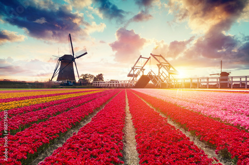 Landscape with tulips, traditional dutch windmills and houses near the canal in Zaanse Schans, Netherlands, Europe.