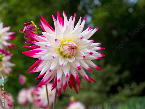 Fototapeta Naklejka Na Ścianę i Meble -  Dahlie mit weiß-rosa Blüten