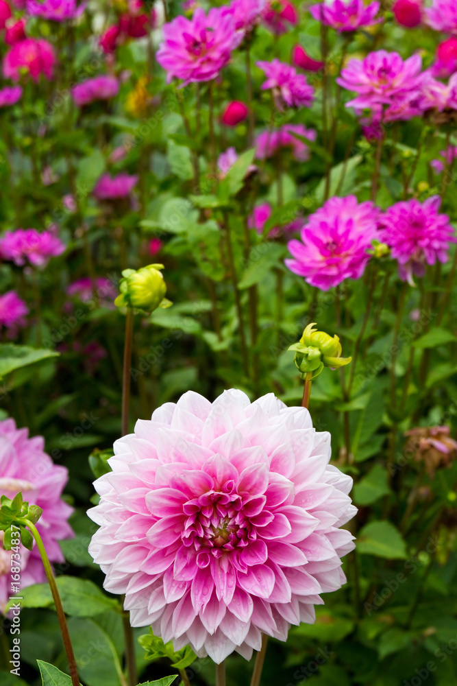 Fototapeta premium Dahlie mit rosa Blüten