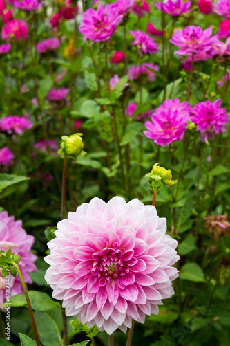 Fototapeta Naklejka Na Ścianę i Meble -  Dahlie mit rosa Blüten