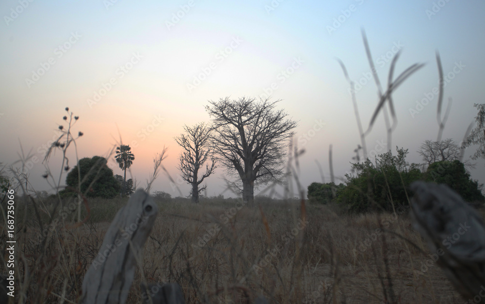 Naklejka premium beautiful two baobab trees