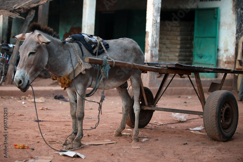 Donkey in a harness on a sunny day