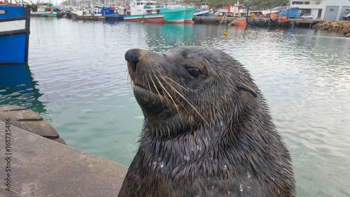 Cape fur seal at Hout Bay in South Africa.