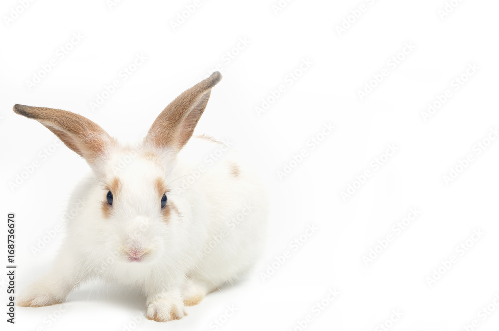 White rabbit isolated on white background. White rabbit isolated on white background.