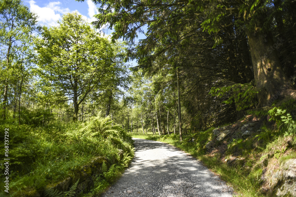 Path in the forest on the trail on a sunny summer day in Norway. Path in the forest on the trail on a sunny summer day in Norway.