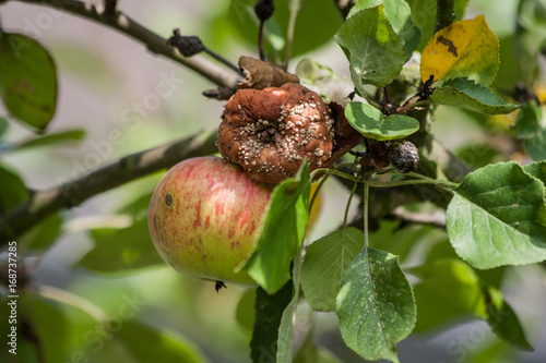 Faule Äpfel photo