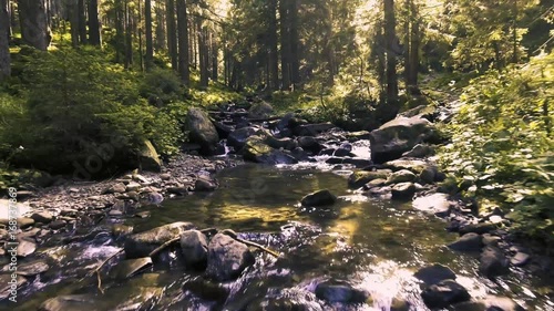 Mountain creek in a coniferous green forest