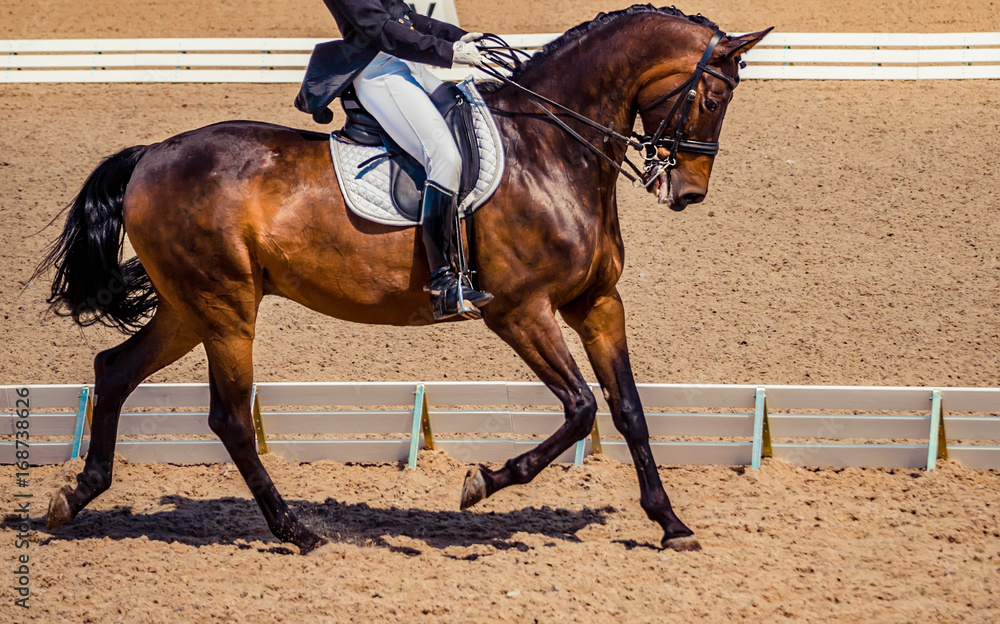 Bay horse portrait during dressage competition. Dressage horse, advanced dressage test. Bay horse portrait during dressage competition. Dressage horse, advanced dressage test.