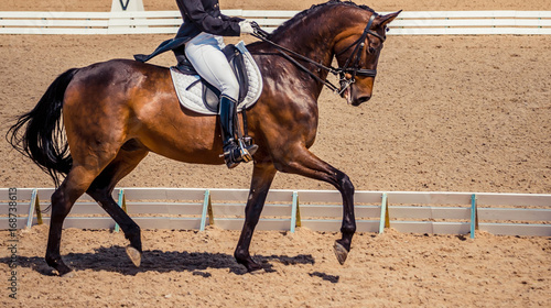 Bay horse portrait during dressage competition. Dressage horse, advanced dressage test.  © taylon