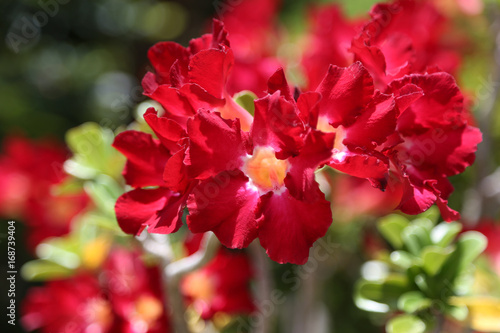 Red Adenium flowers.