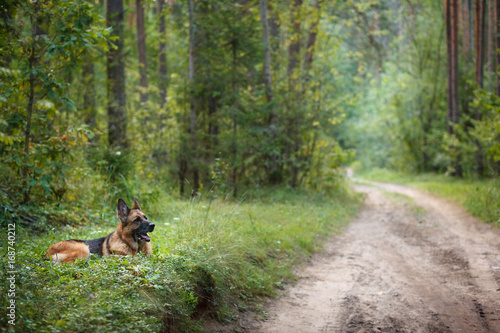 The German Shepherd dog breeds in a beautiful coniferous forest near the outgoing road