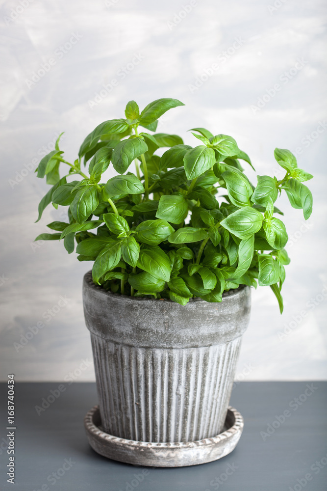Fototapeta premium fresh basil herb in pot