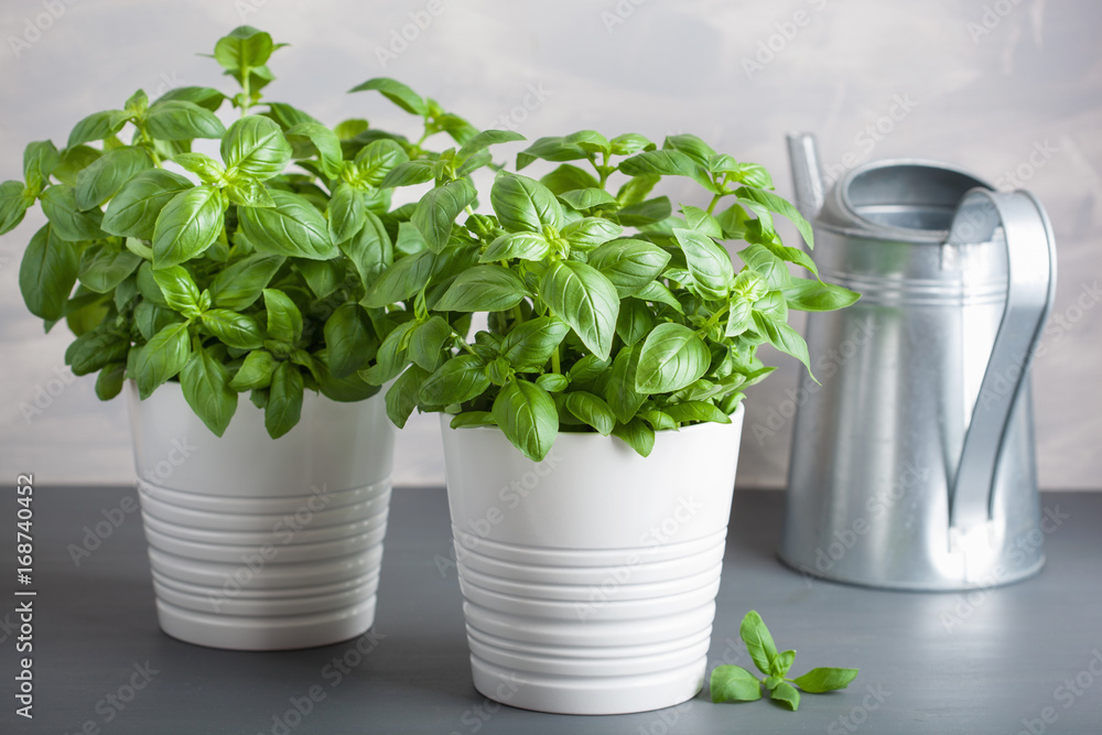 fresh basil herb in pot fresh basil herb in pot