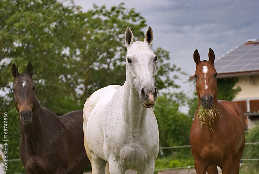 Horse on a field in the evening Horse on a field in the evening