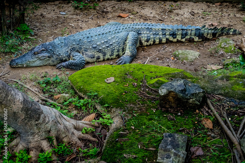 Big crocodile in the zoo