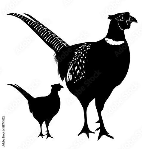pheasant. pheasant illustration isolated on white background