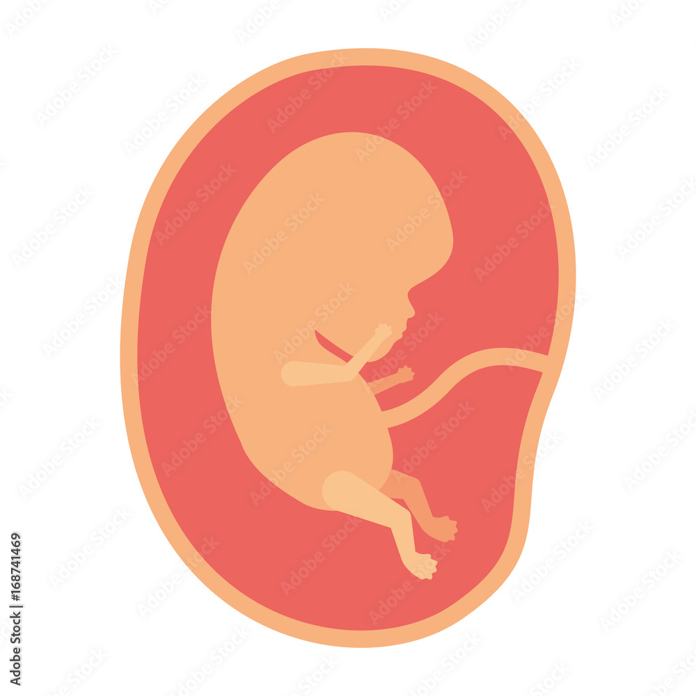 color silhouette of side view fetus human growth in placenta color silhouette of side view fetus human growth in placenta