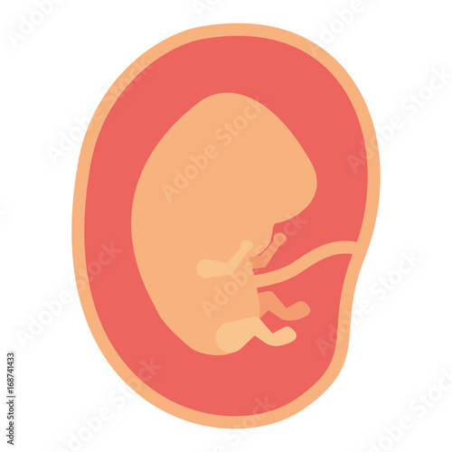 color silhouette of side view fetus human embryo growth in placenta