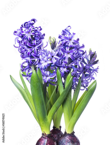 Three hyacinth isolated on white