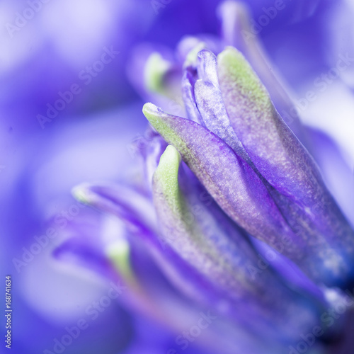 Hyacinth buds, macro close-up, selective focus