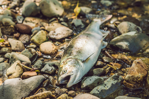 Fish killed with a gun. Fishermen poachers concept photo