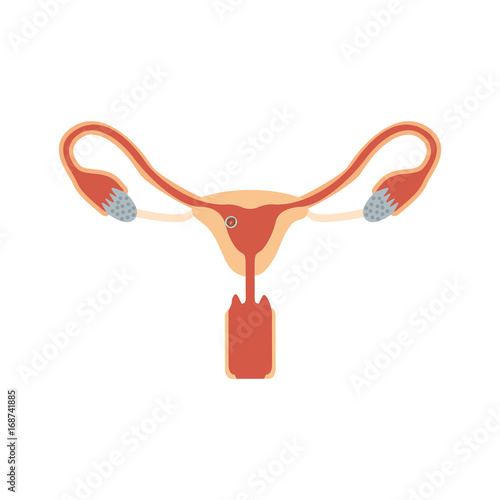 color silhouette of female reproductive system ovaries with fertilized ovum