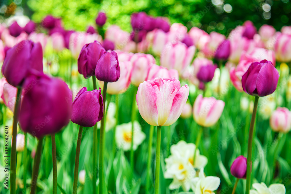  Amazing view of colorful  tulips in the garden.