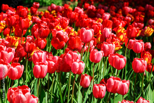  Amazing view of colorful  tulips in the garden.