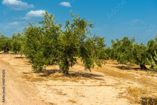 gaj oliwny  Hiszpania  stare drzewa oliwkowe