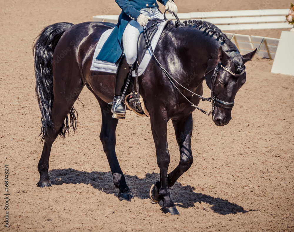 Black horse portrait during dressage competition. Dressage horse, advanced dressage test. Black horse portrait during dressage competition. Dressage horse, advanced dressage test.